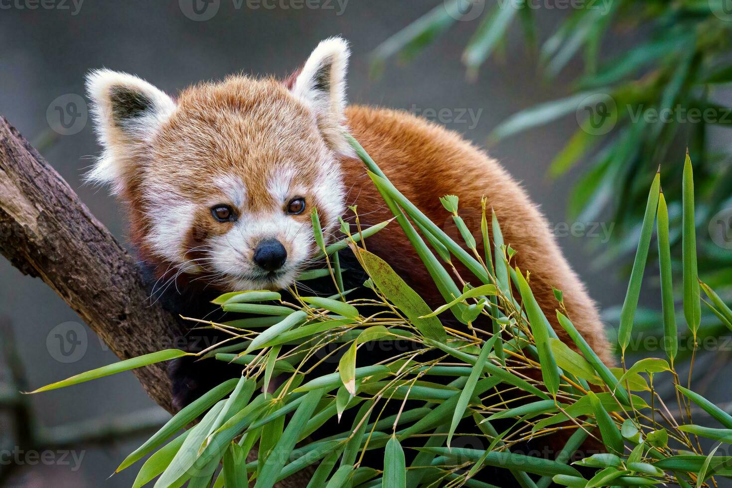 rojo panda en el árbol. linda rojo panda oso come bambú. foto
