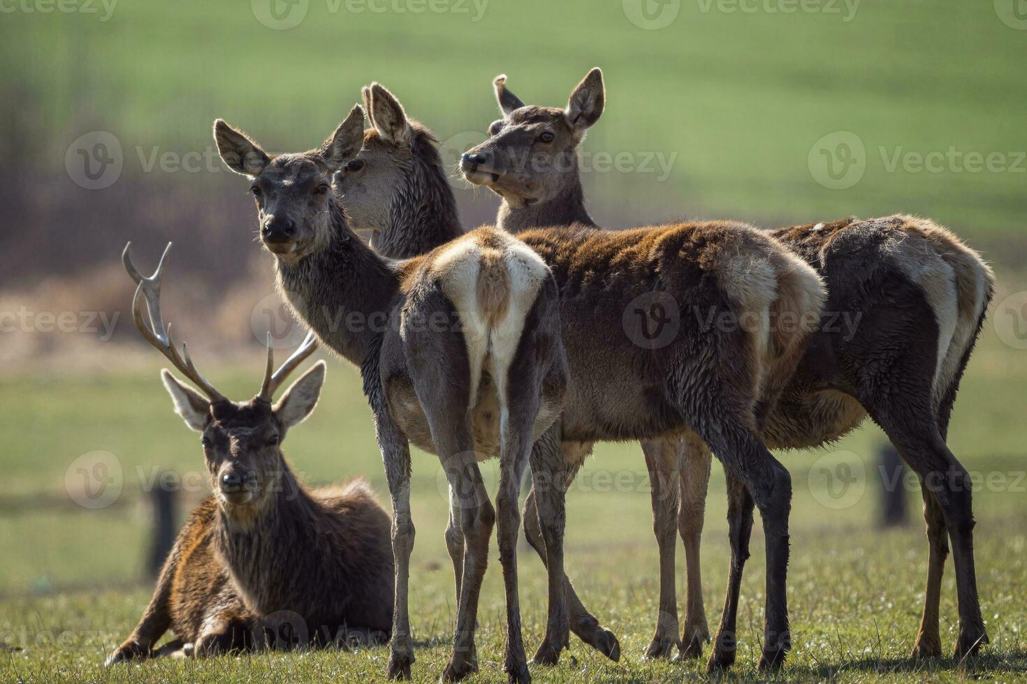 rojo ciervo masculino y femenino, cervus elaphus, en prado foto