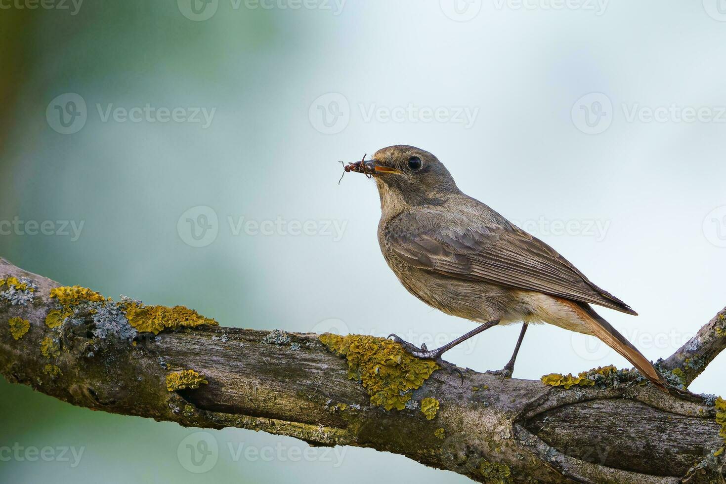 Black redstart - Phoenicurus ochruros standing on the branch with prey. photo