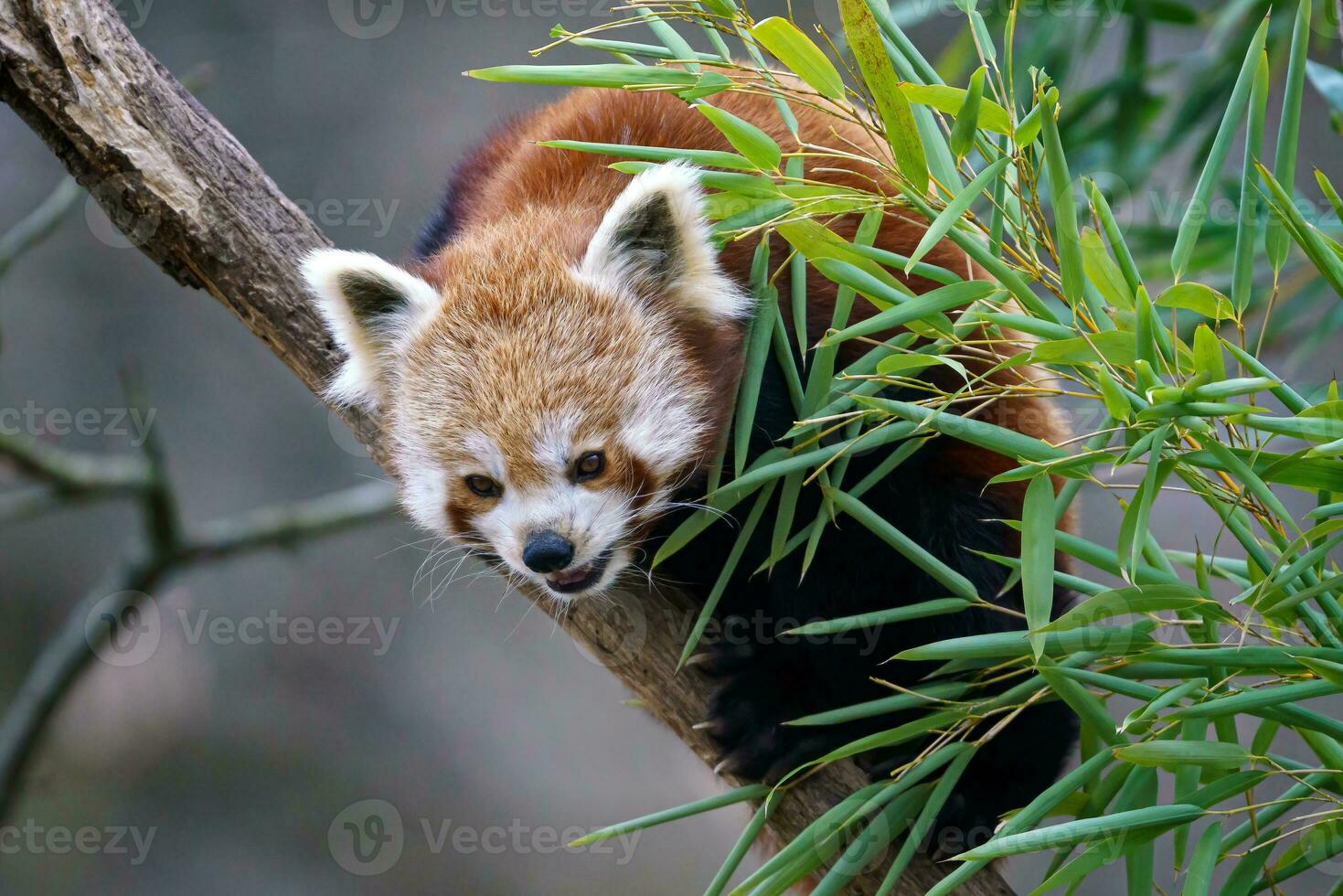 rojo panda en el árbol. linda rojo panda oso come bambú. foto