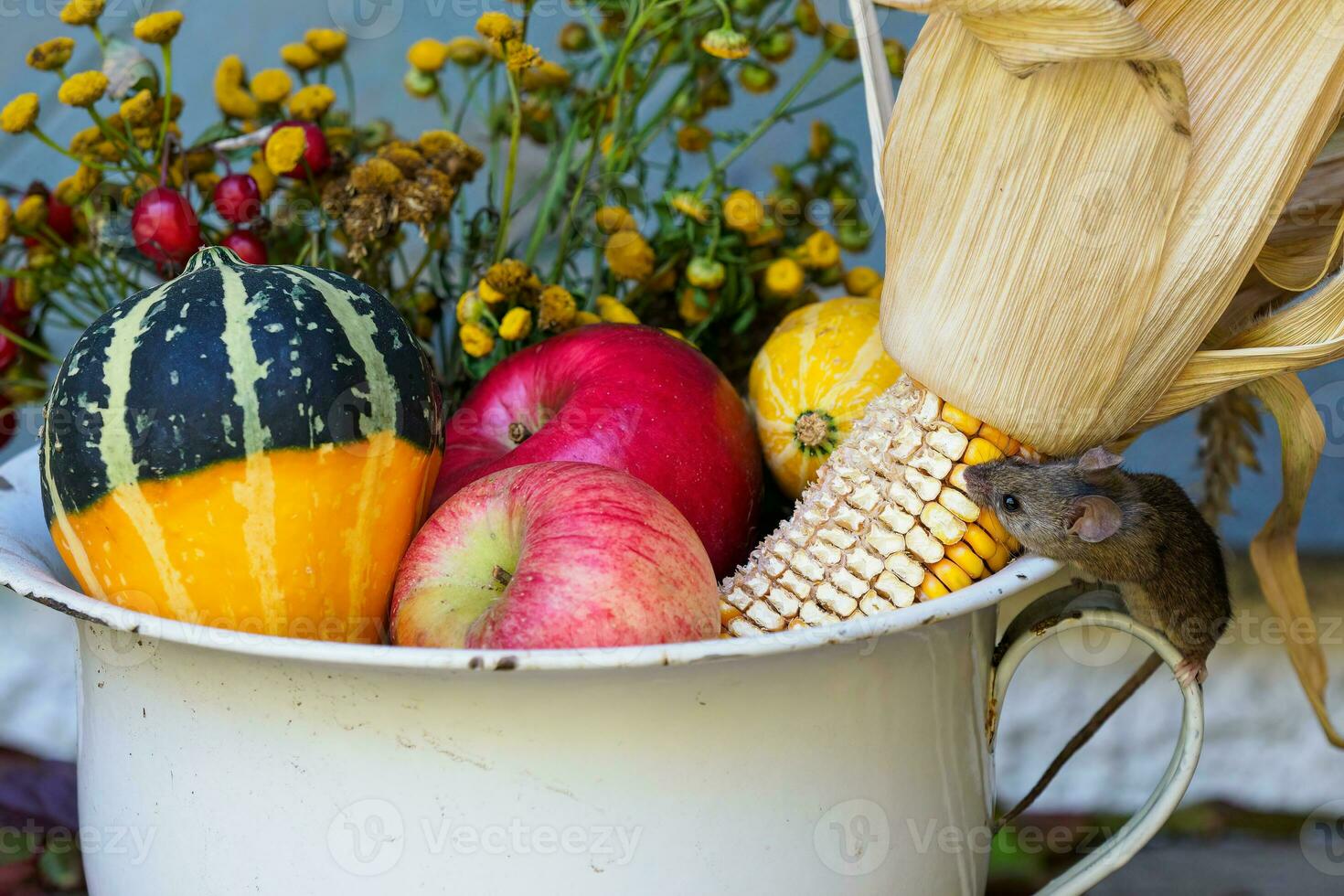 Little mouse nibbles corn from an autumn decoration on a farm. photo