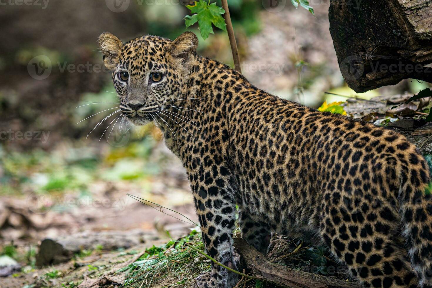 Sri Lankan leopard cub, Panthera pardus kotiya photo