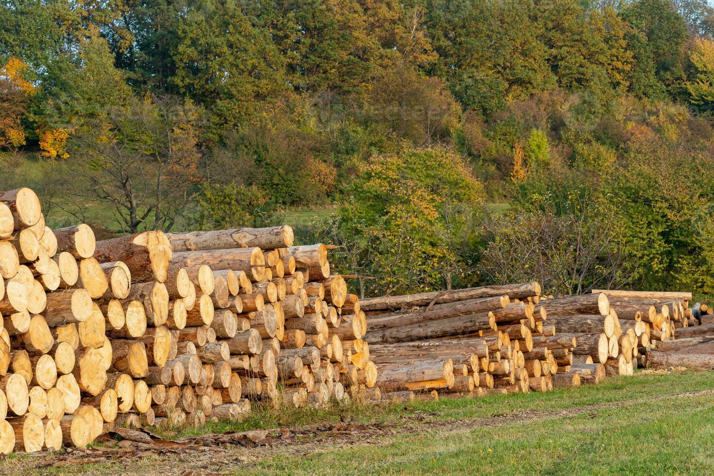 Pile of wood. A view of huge stacks of logs. photo