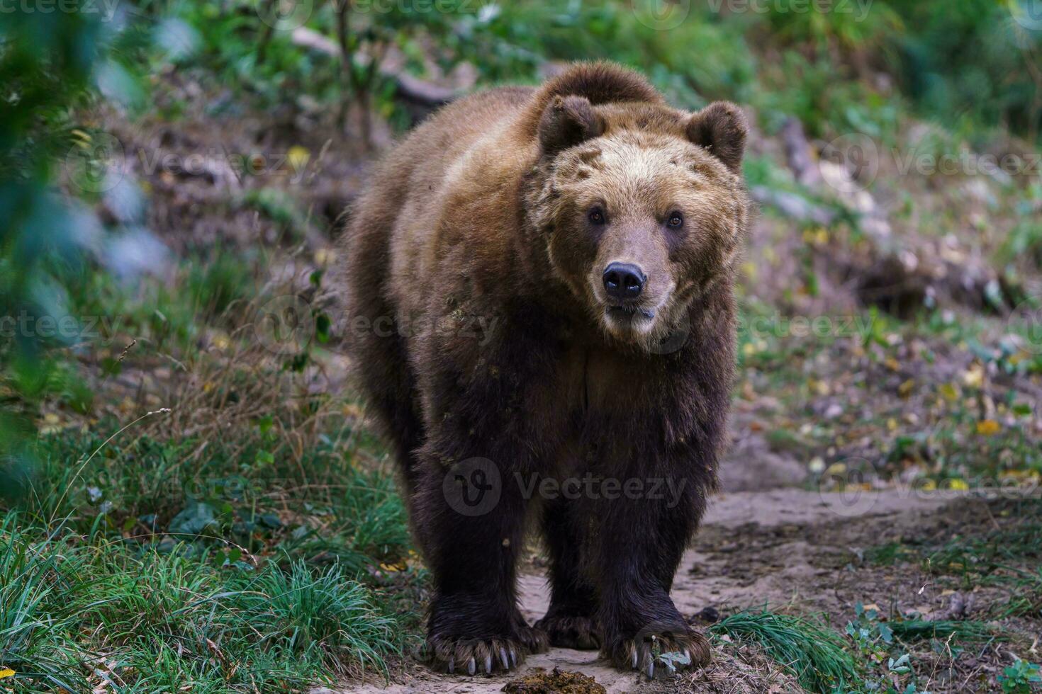 oso pardo kamchatka en el bosque, ursus arctos beringianus foto