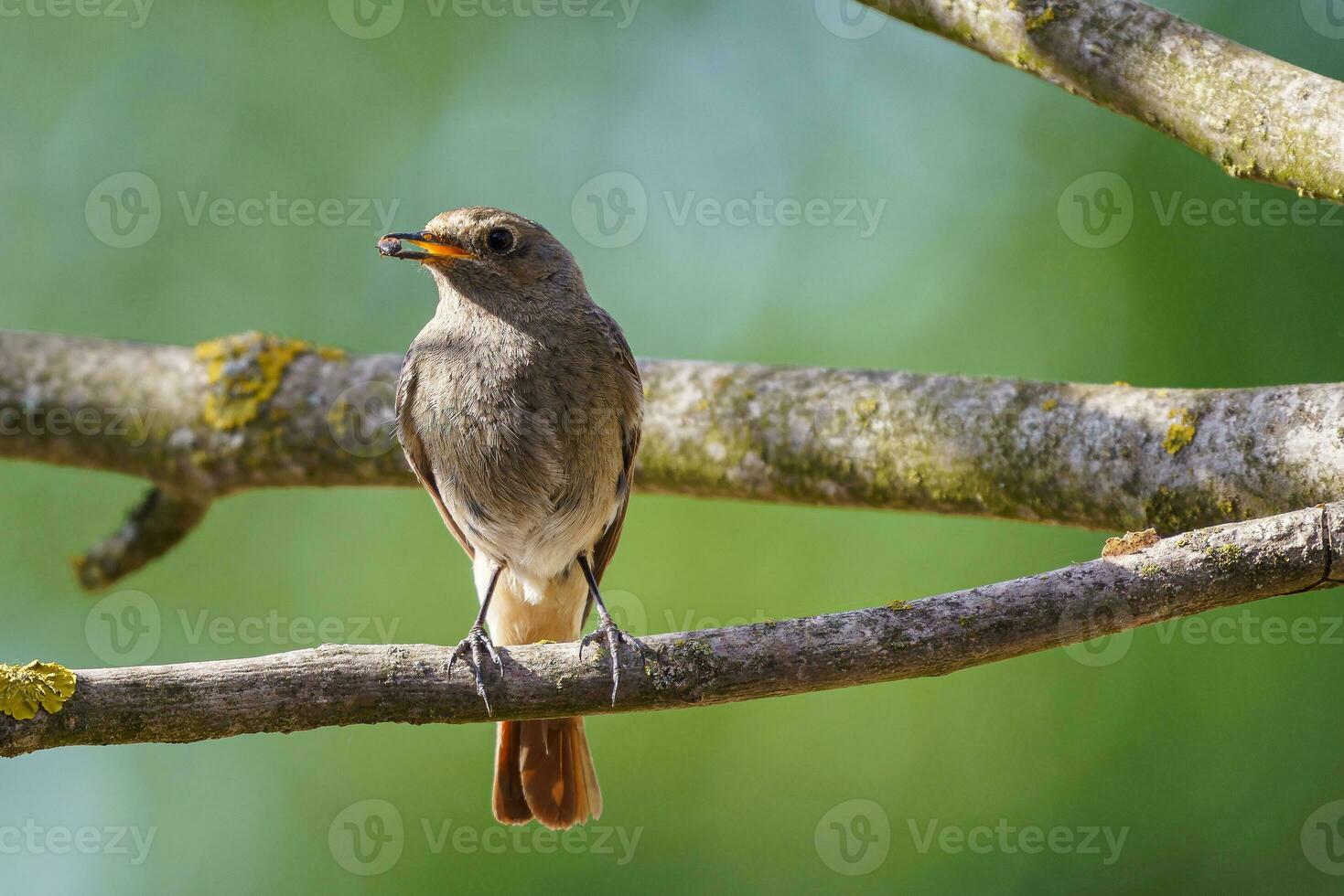 The black redstart standing on the branch with prey. photo