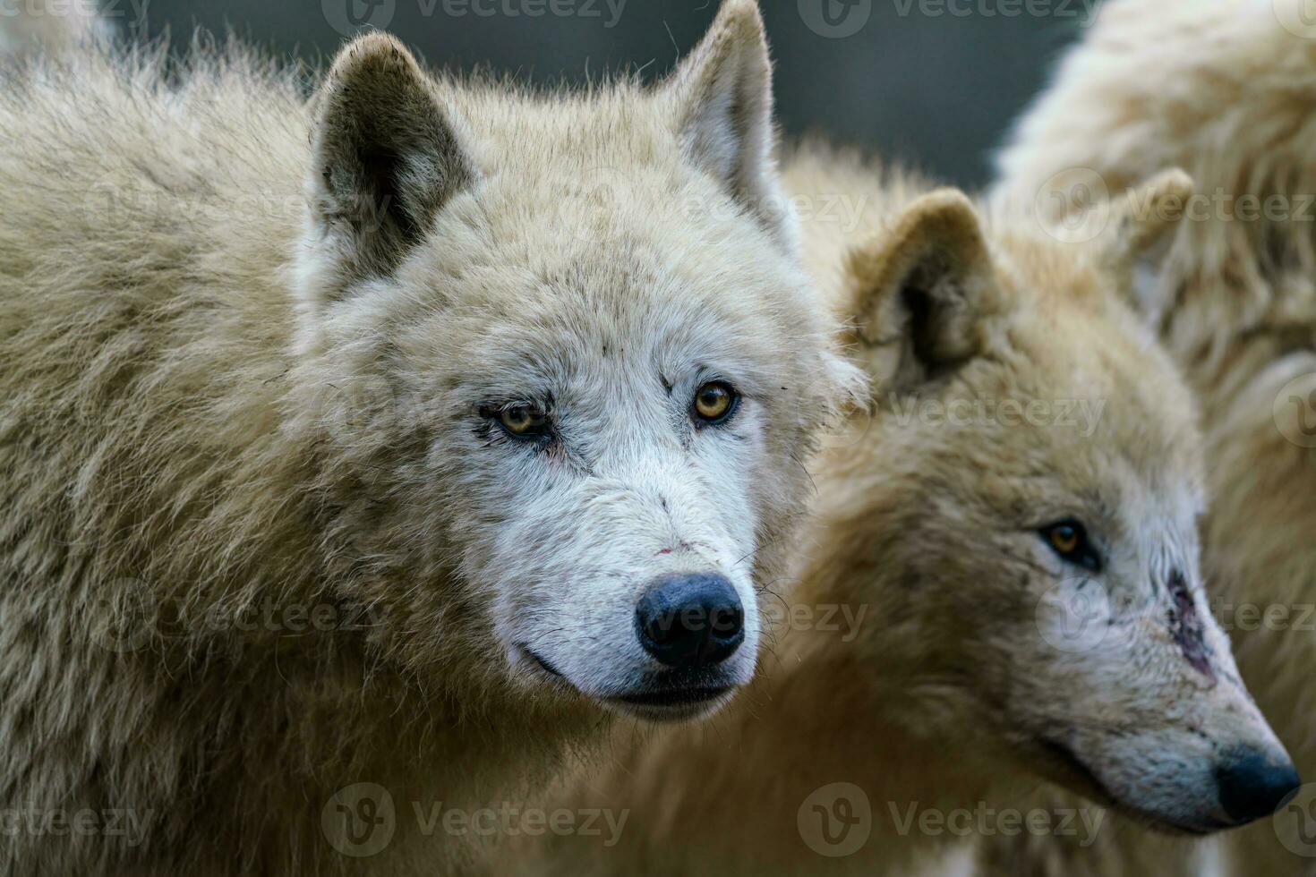 Arctic wolf, also known as the white wolf or polar wolf photo