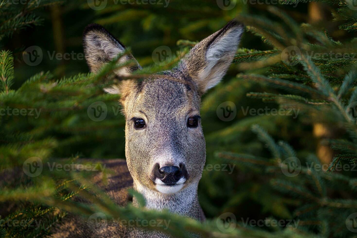 Roe deer in spruce forest, Capreolus capreolus. Wild roe deer in nature. photo