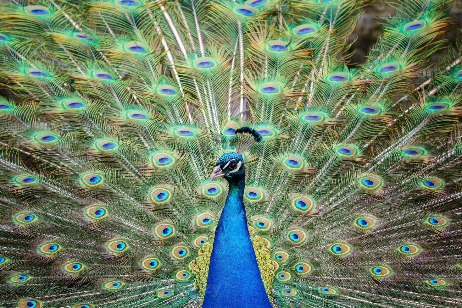 Portrait of beautiful peacock with feathers out. Peacock tail. photo