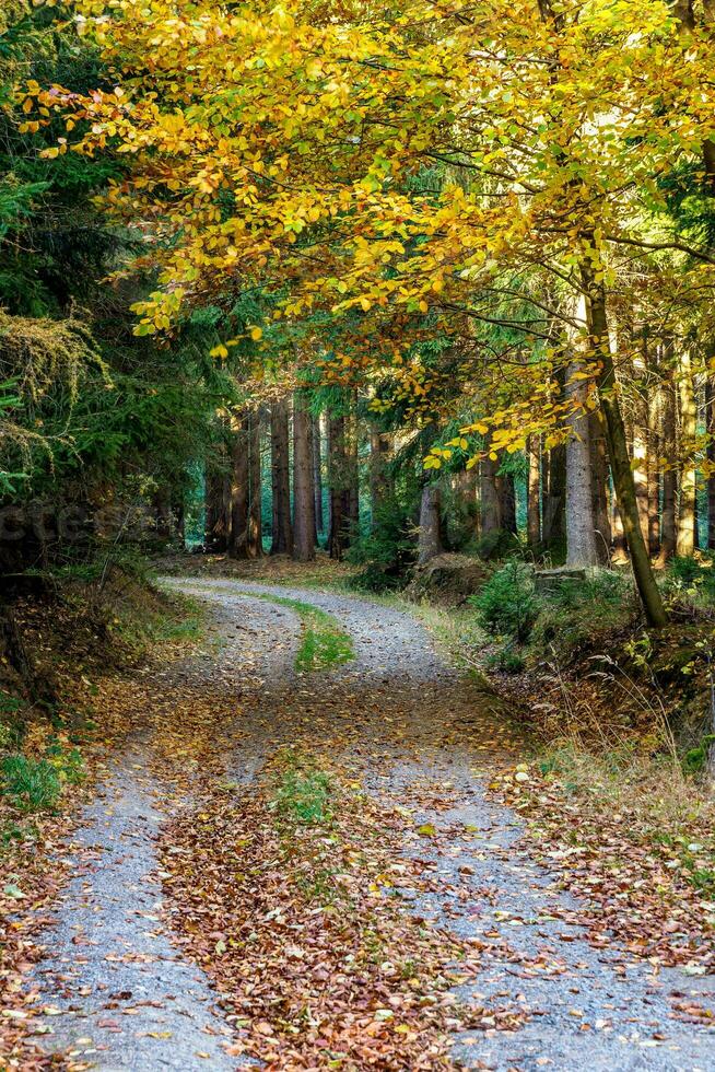 otoño bosque paisaje con un la carretera de otoño hojas. sendero en el escena de otoño bosque naturaleza. foto