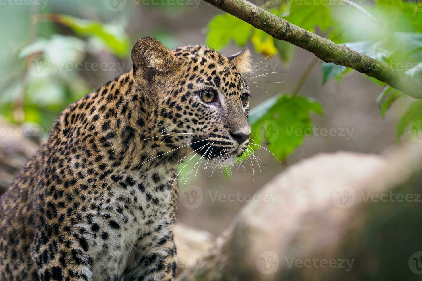 Sri Lankan leopard cub, Panthera pardus kotiya photo