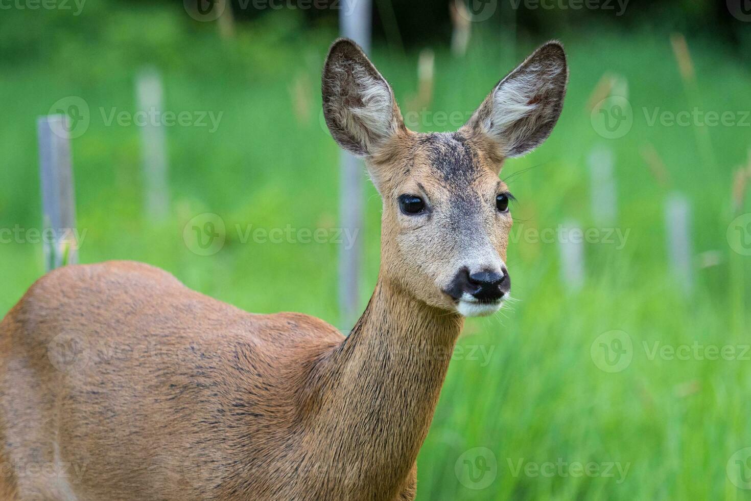 Roe deer in grass, Capreolus capreolus. Wild roe deer in nature. photo