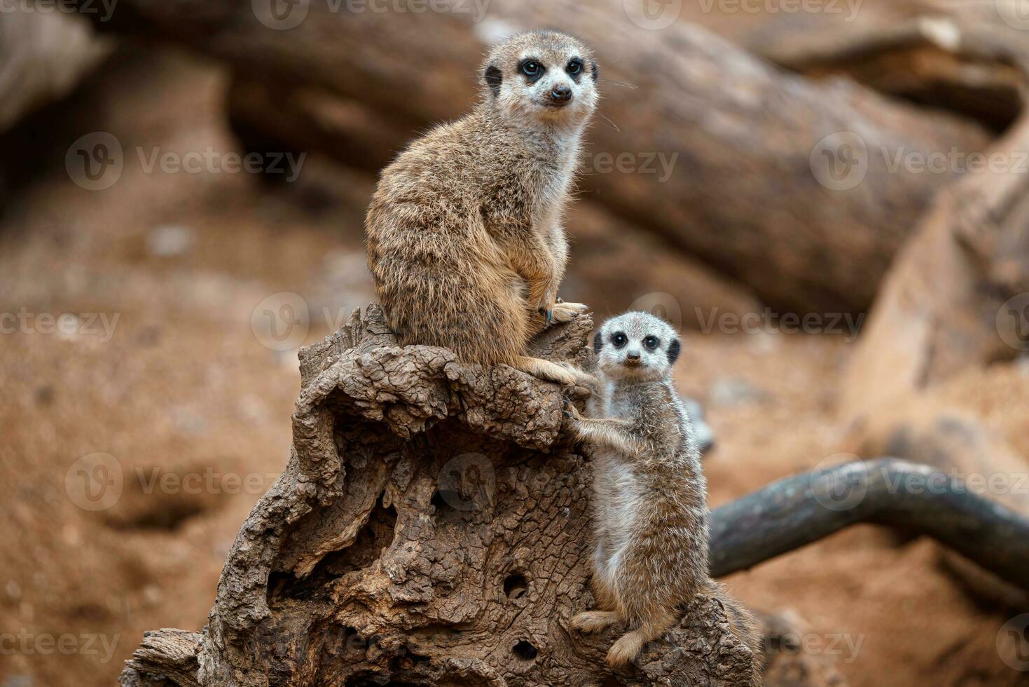 Mother meerkat with baby on guard sitting on a wood piece. Meerkat or suricate adult and juvenile. photo