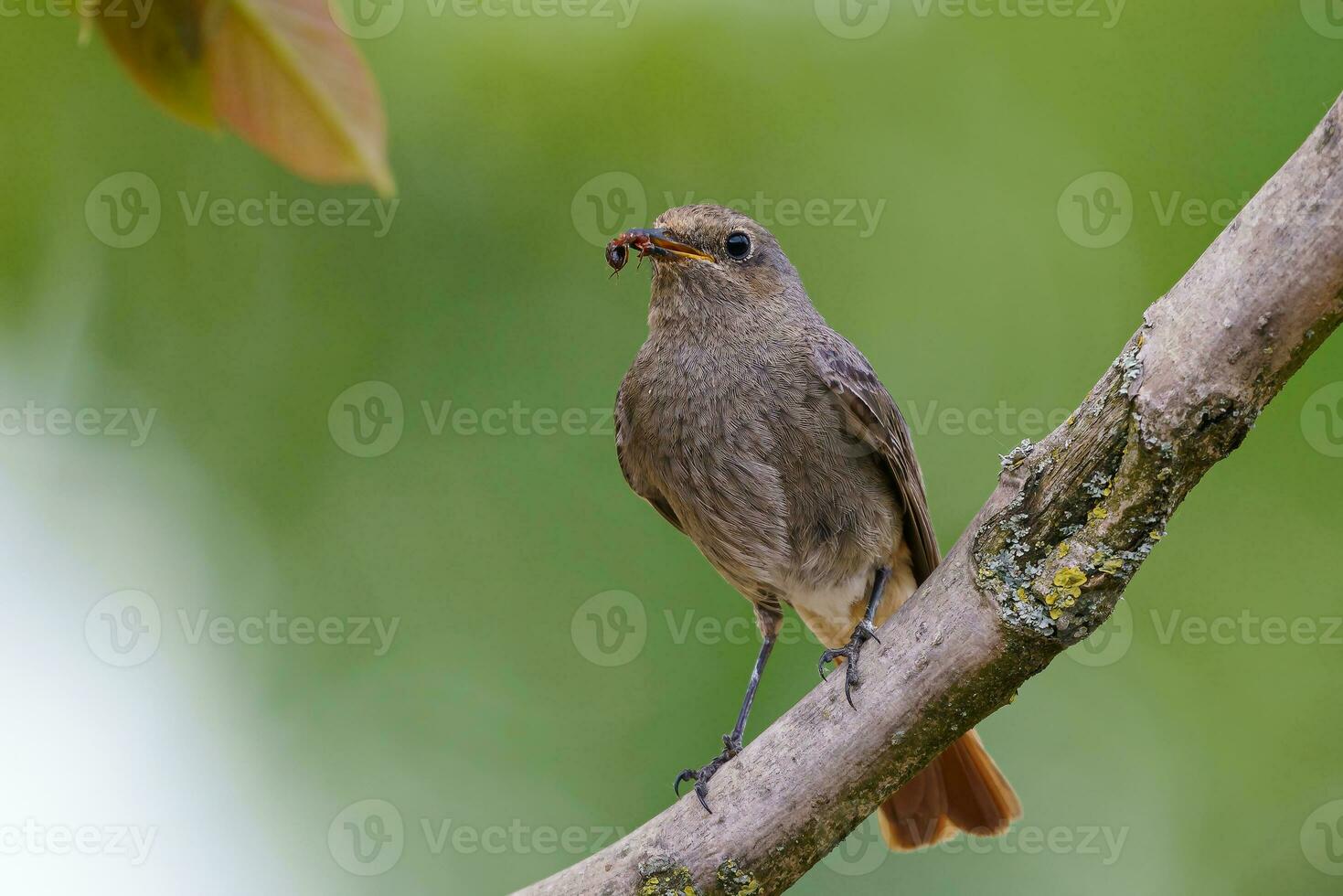 Black redstart - Phoenicurus ochruros standing on the branch with prey. photo