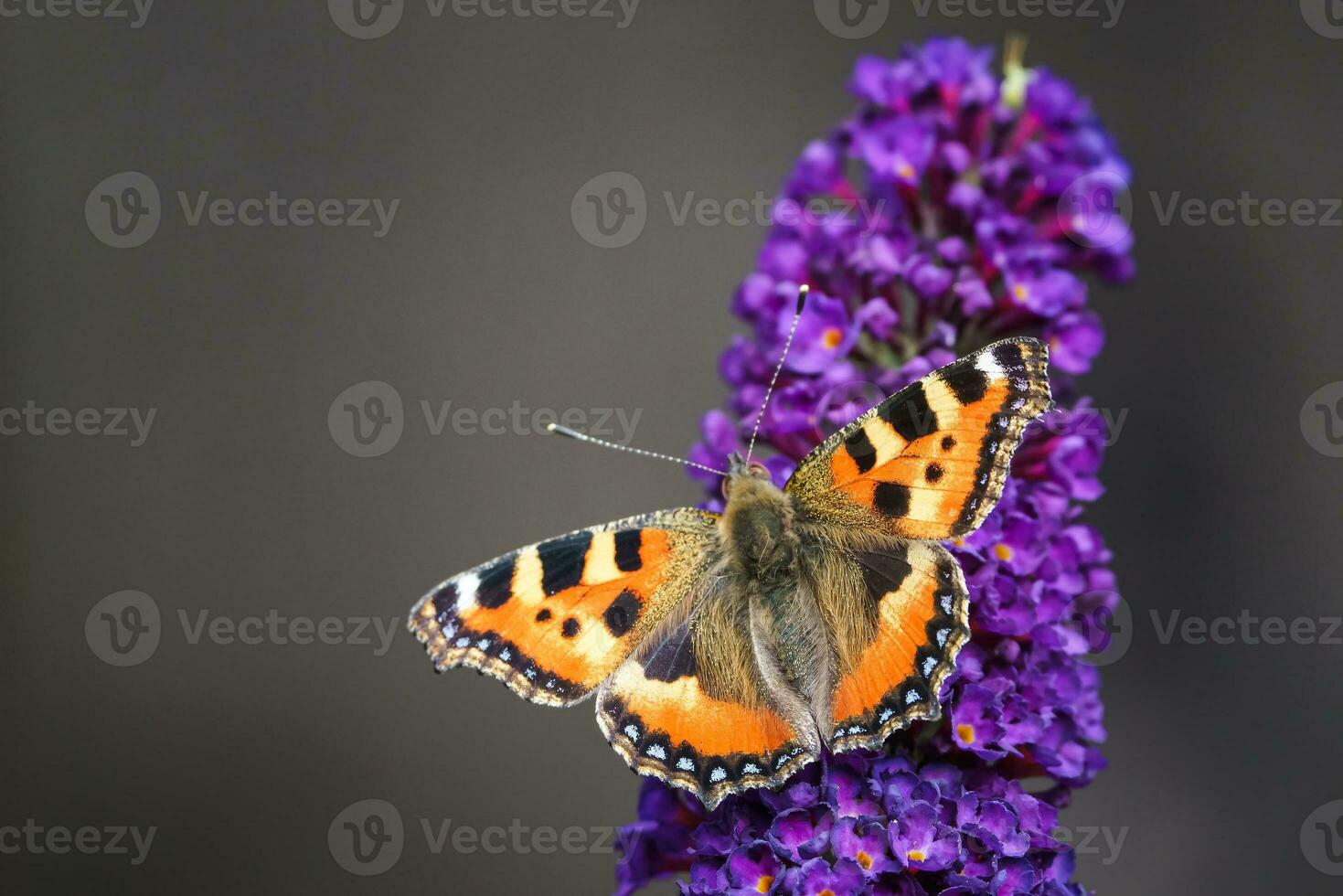 naranja carey mariposa alimentación en Buddleia flor además conocido como mariposa arbusto, verano lila. foto