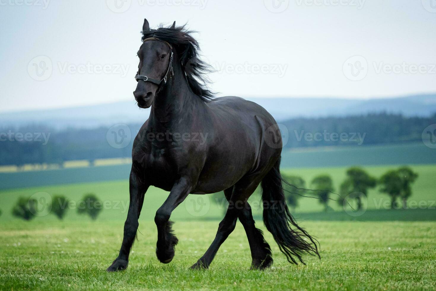 corriendo galope negro frisón caballo foto