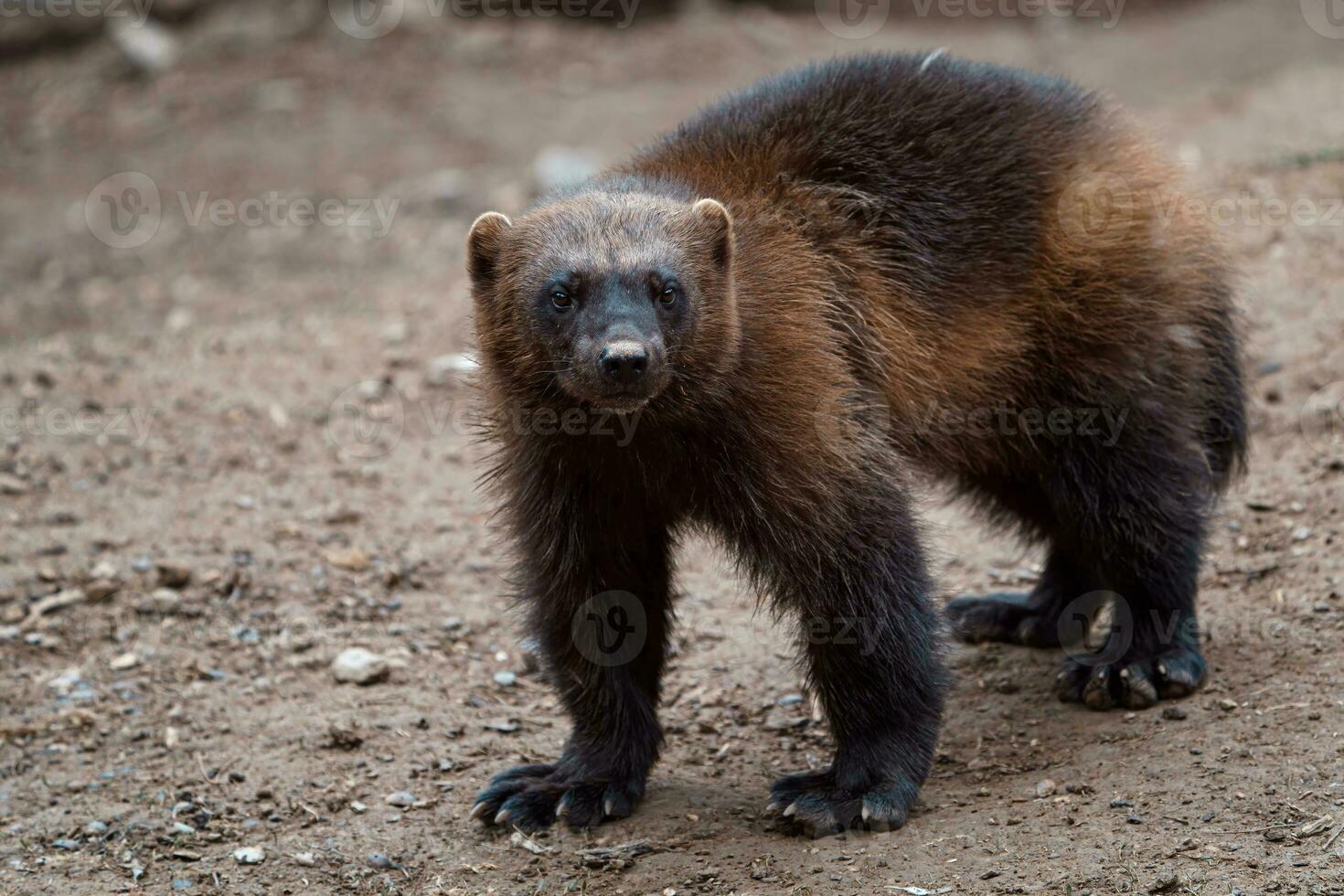 siberiano glotón gulo gulo en naturaleza foto