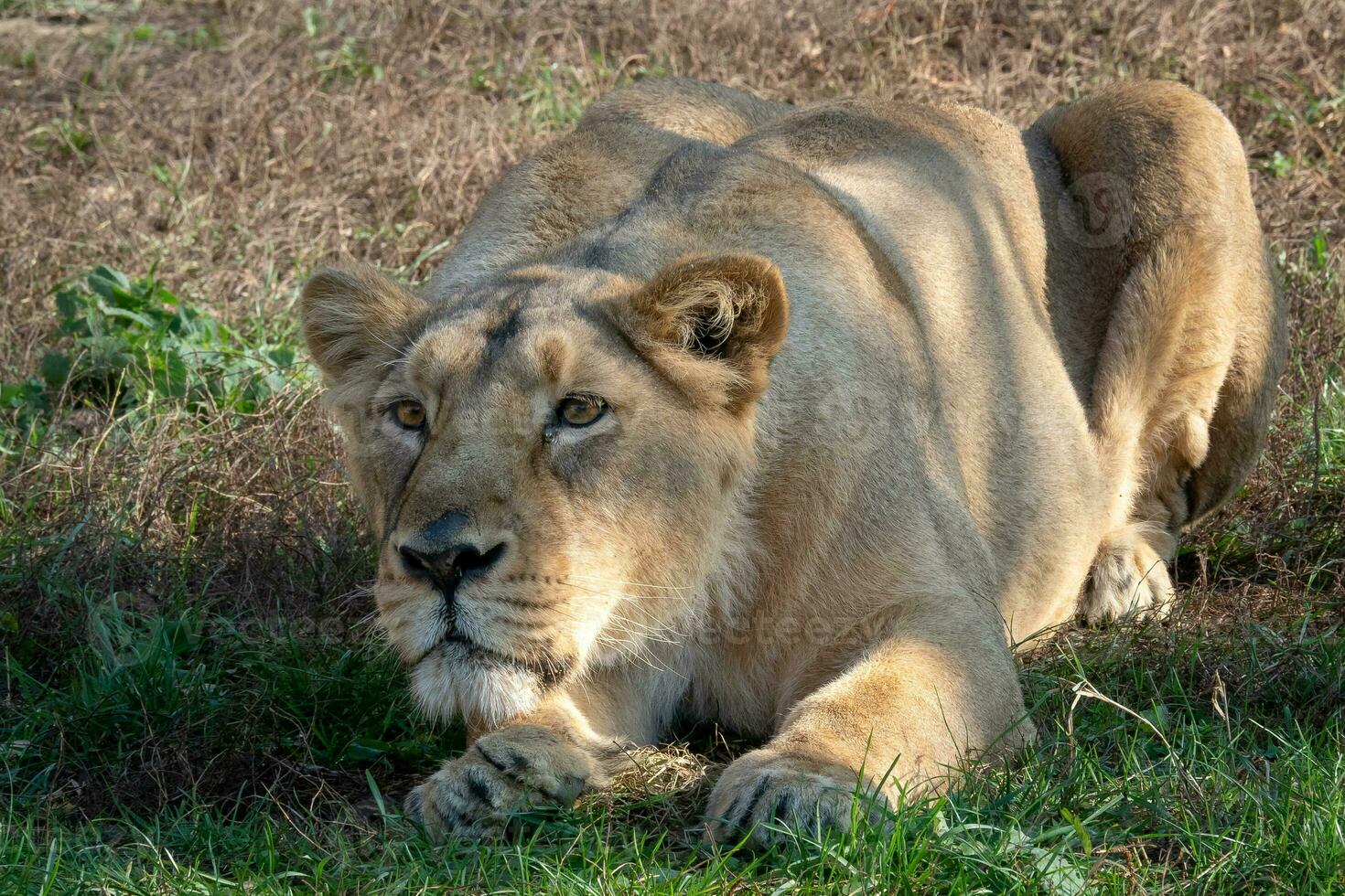 Asiatic lioness. A critically endangered species. photo