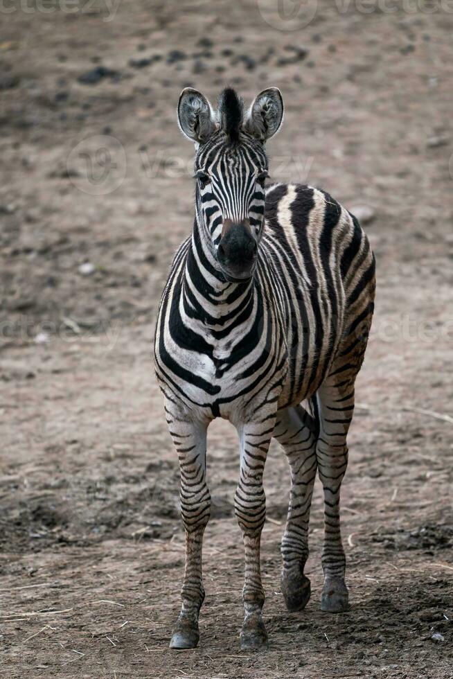 chapman cebra, equus quagga chapmani, en pie en seco suelo foto