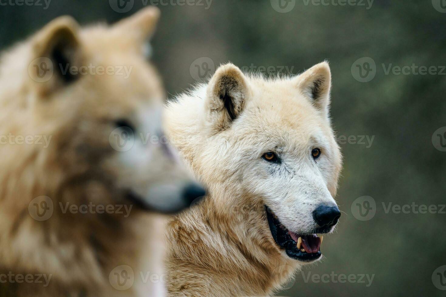 Arctic wolf also known as the white wolf or polar wolf photo