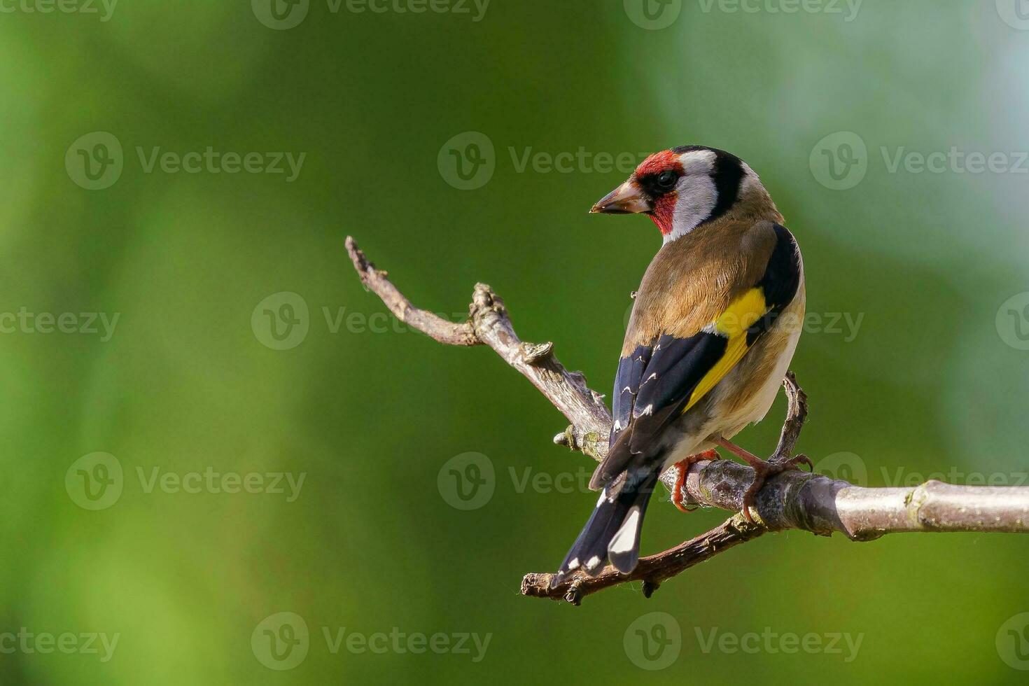 European Goldfinch, Carduelis carduelis on a branch. Czech republic photo