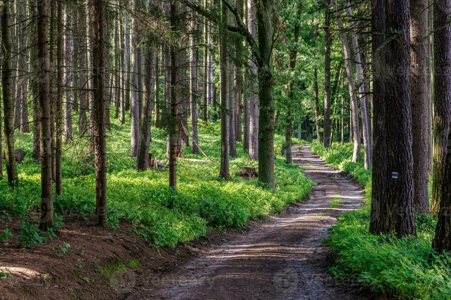 Walking path in forest. Forest road. photo