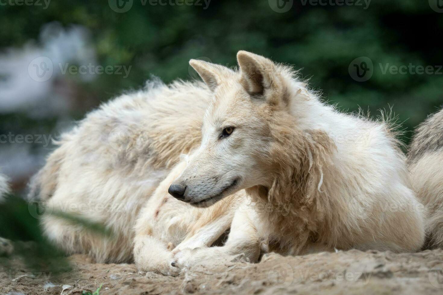 ártico lobo, además conocido como el blanco lobo o polar lobo foto