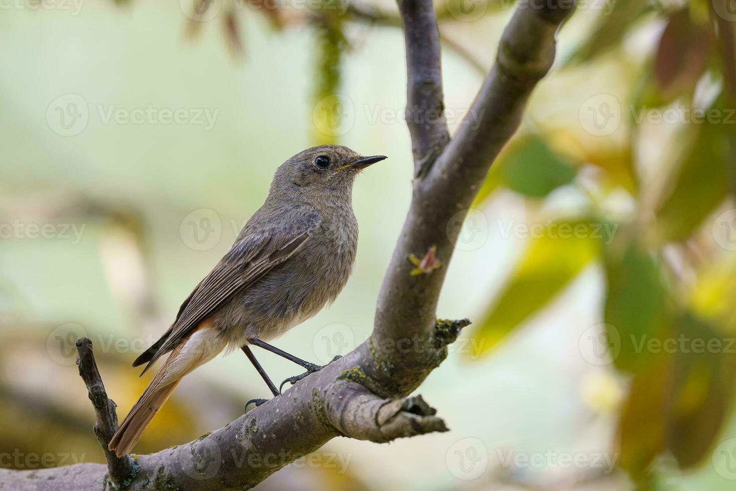 negro colirrojo - Phoenicurus ochruros en pie en el rama. foto