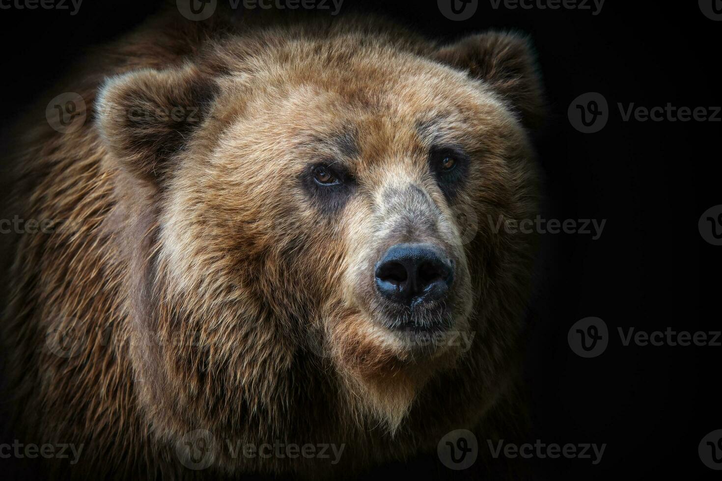 Front view of brown bear isolated on black background. Portrait of Kamchatka bear photo