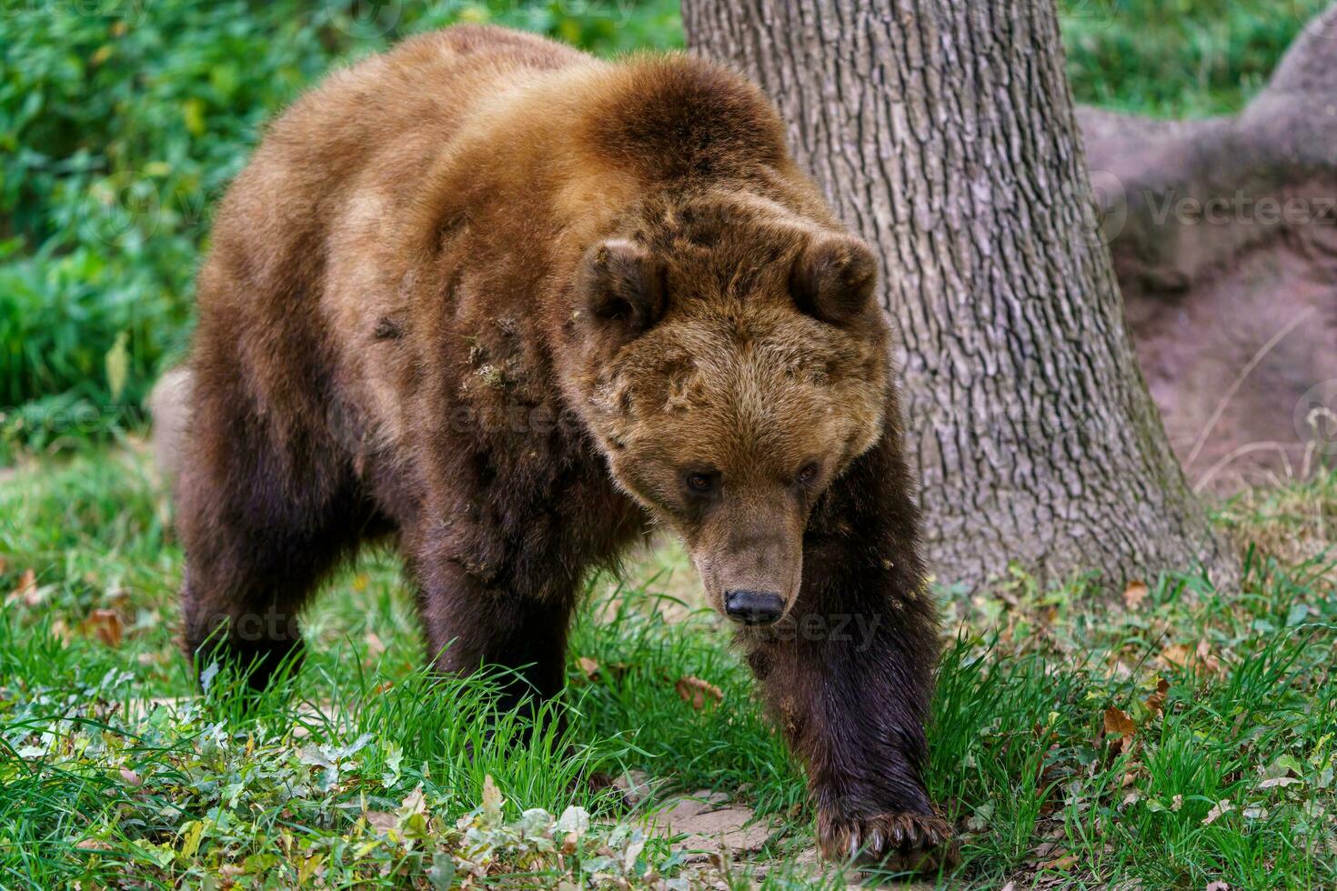 Kamchatka brown bear in the forest, Ursus arctos beringianus photo
