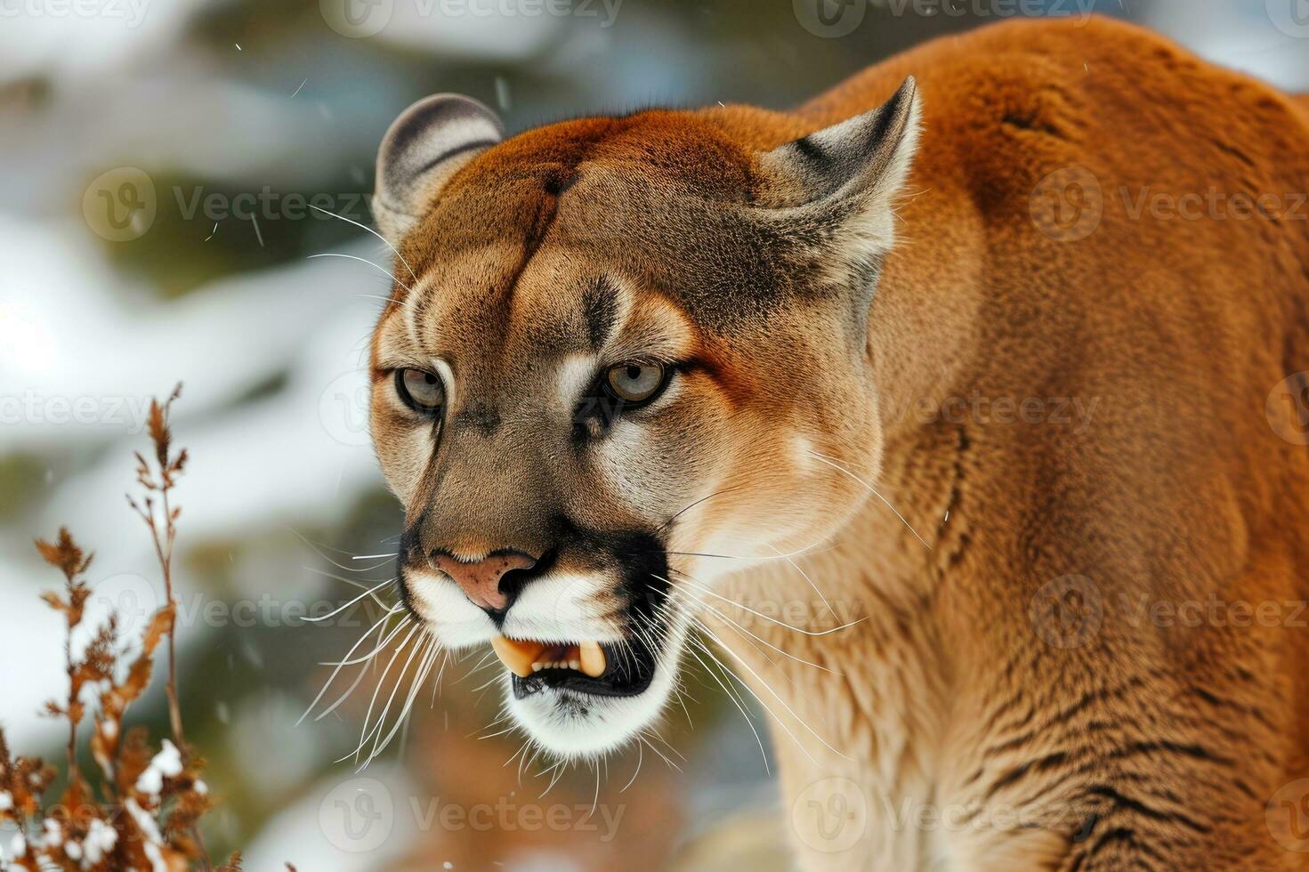 ai generado rugido Puma o montaña león caza sus presa foto