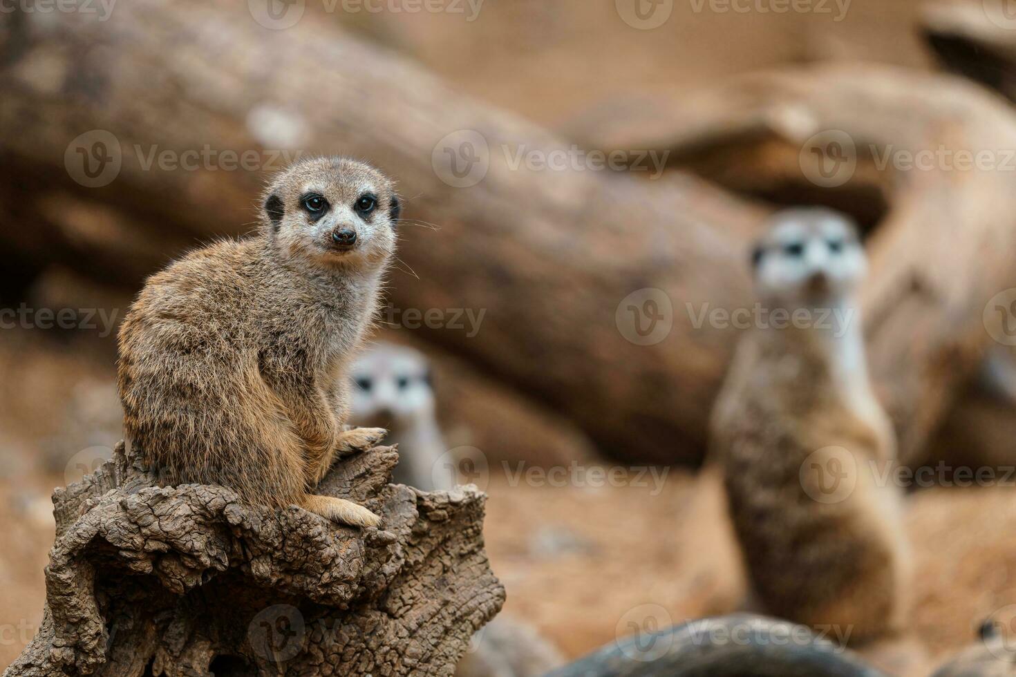 Portrait of Meerkat Suricata suricatta, African small animal, carnivore belonging to the mongoose family photo