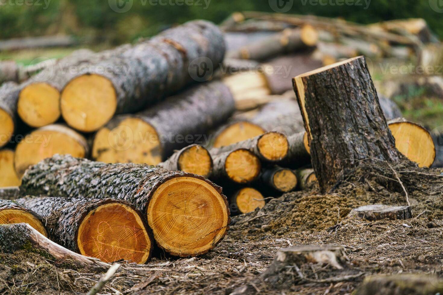 Pile of wood. A view of huge stacks of logs. photo