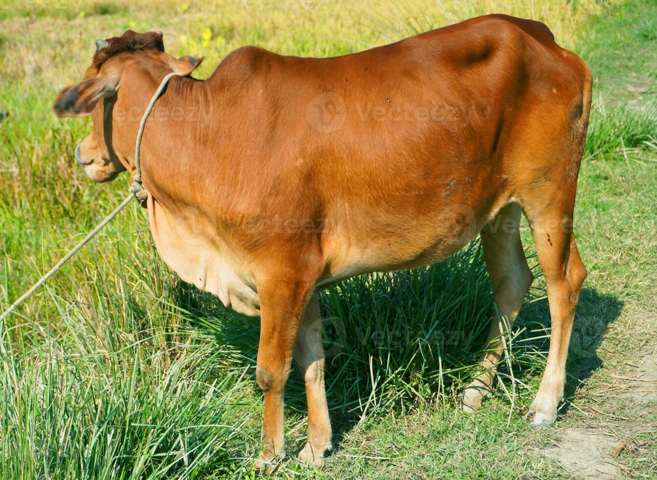 Portrait of healthy Beautiful red brown cow on green field background image. photo