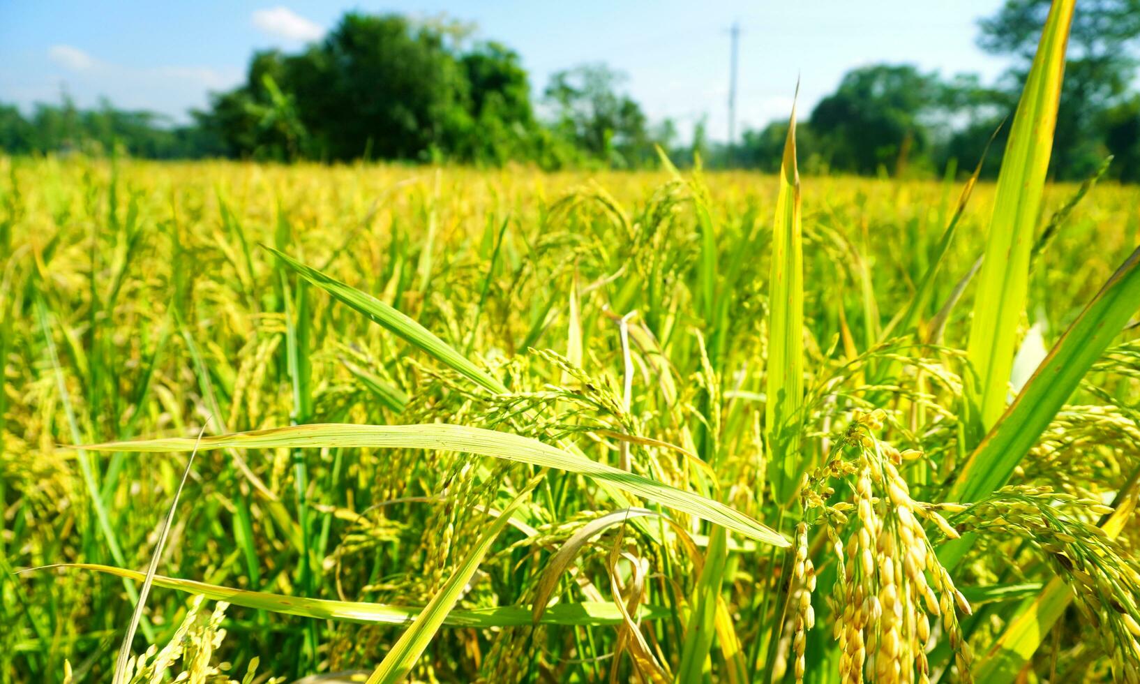 The green and yellow ears of Rice grains before harvest rice fields in Bangladesh. photo