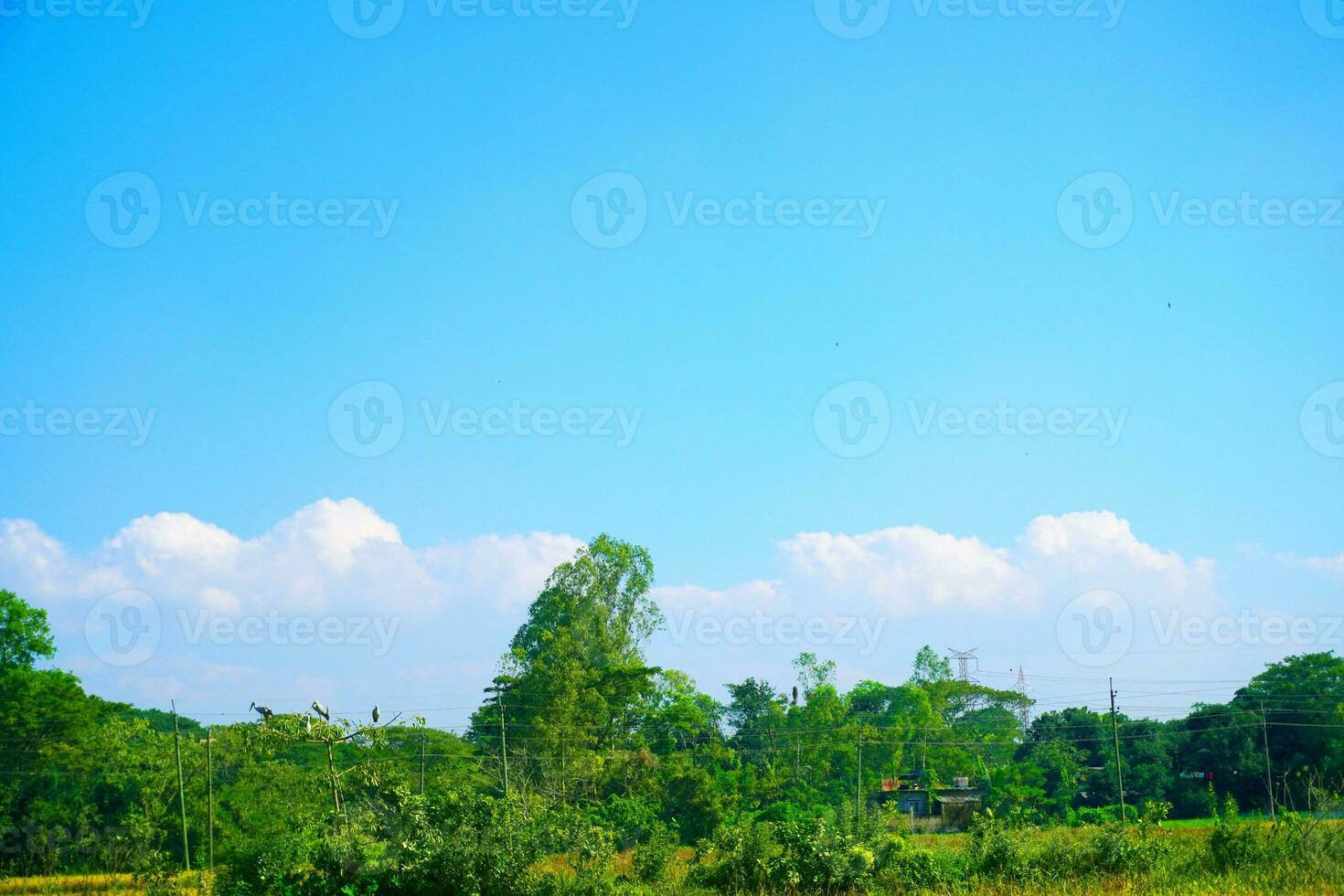 verde herboso campo azul cielo nube en luz de sol en verano paisaje antecedentes imagen. foto