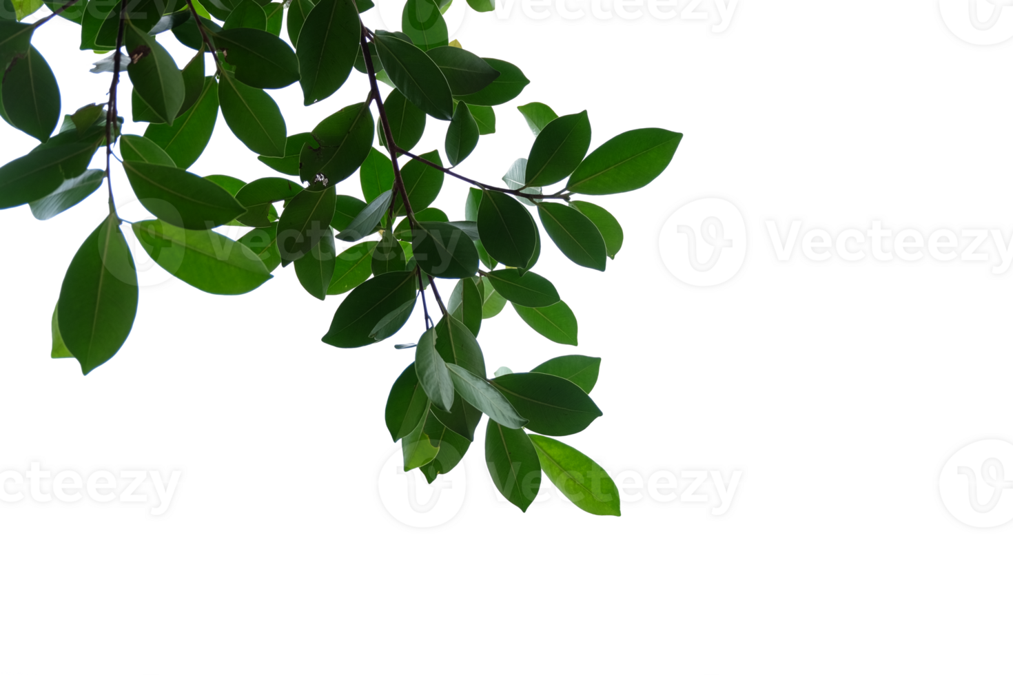 Tree branches and leaves isolated on transparent background png