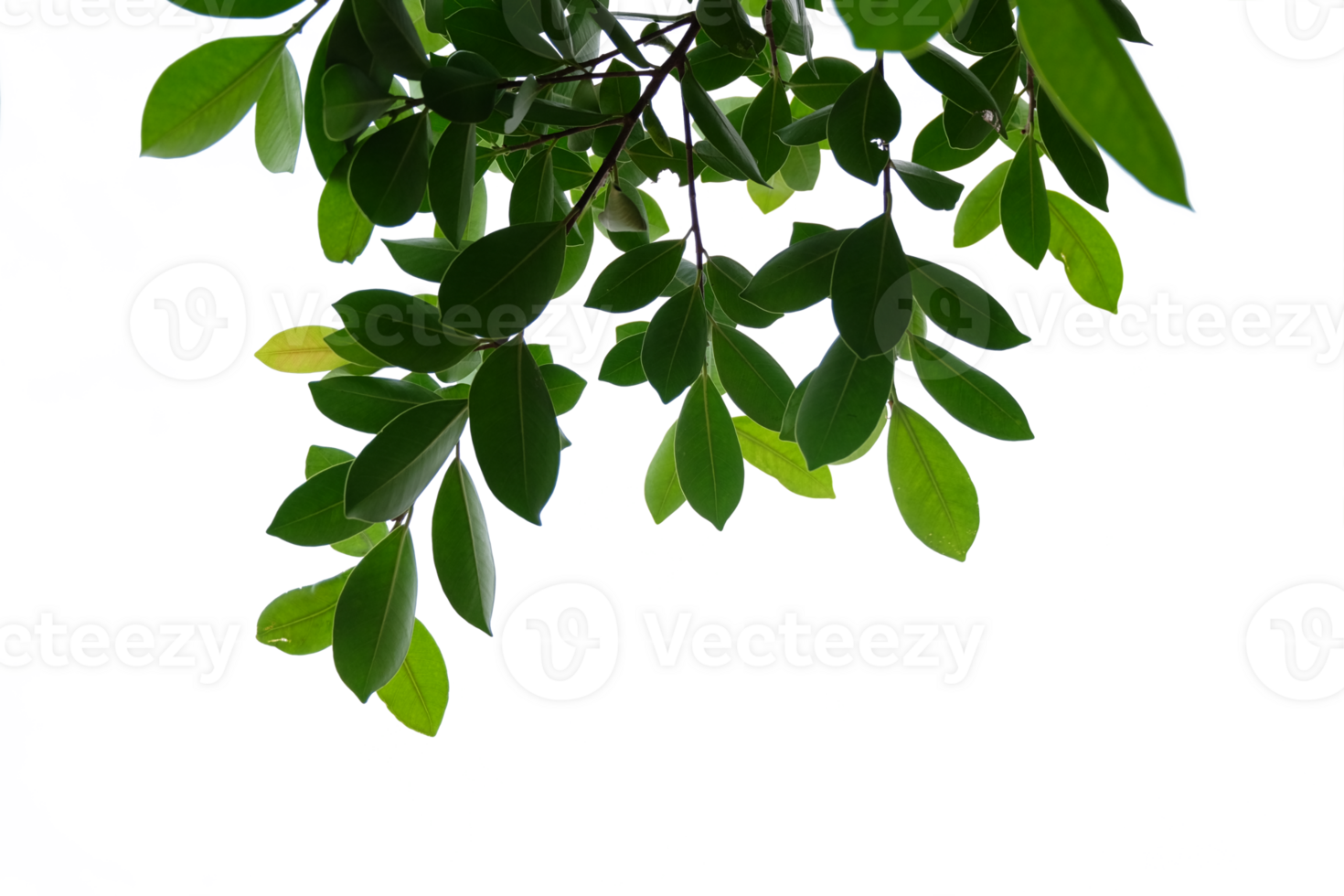 Tree branches and leaves isolated on transparent background png