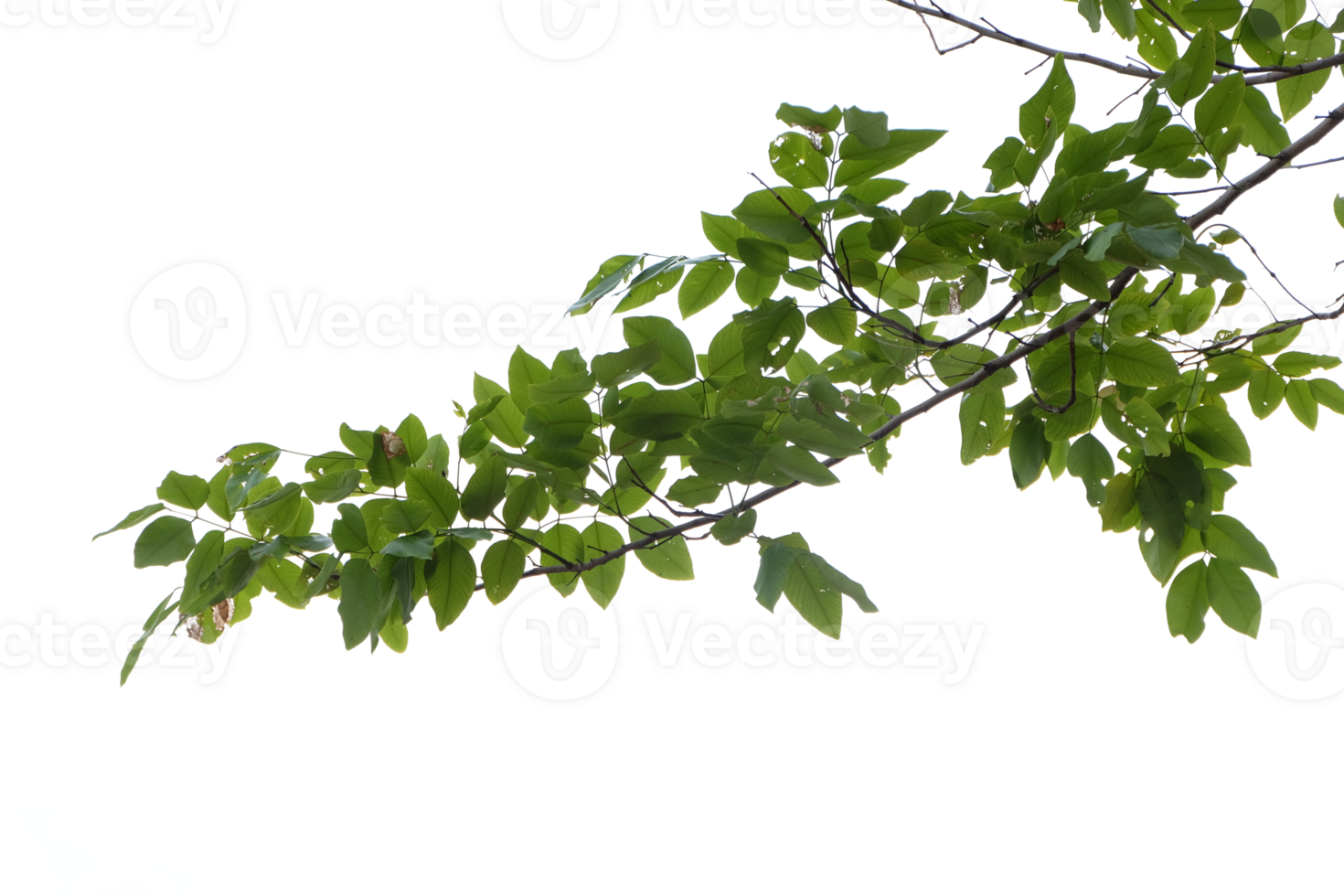 Tree branches and leaves isolated on transparent background png