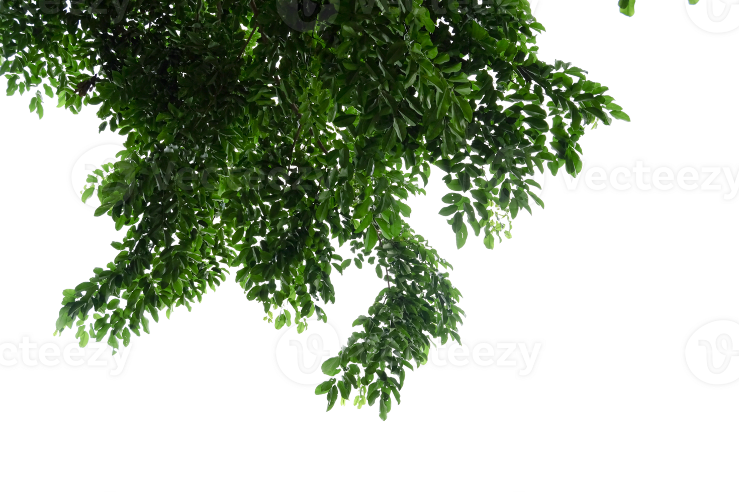 Tree branches and leaves isolated on transparent background png