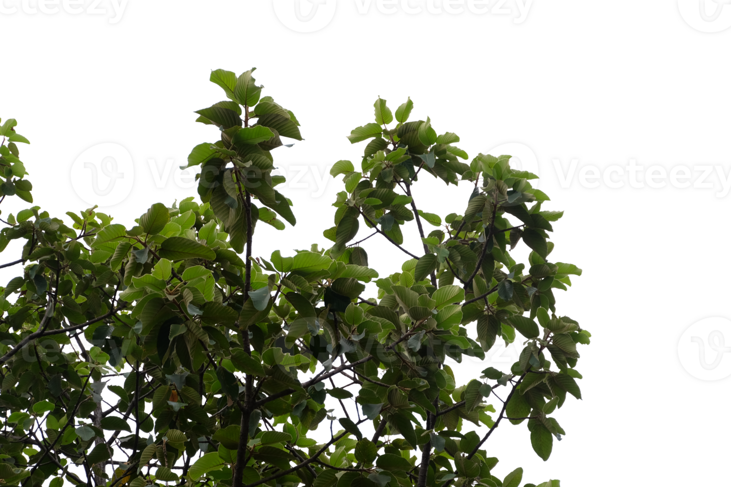 Tree branches and leaves isolated on transparent background png