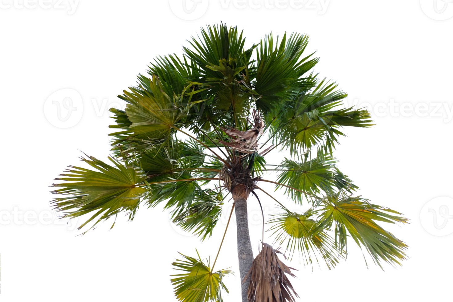 Palm tree branches and leaves isolated on transparent background png