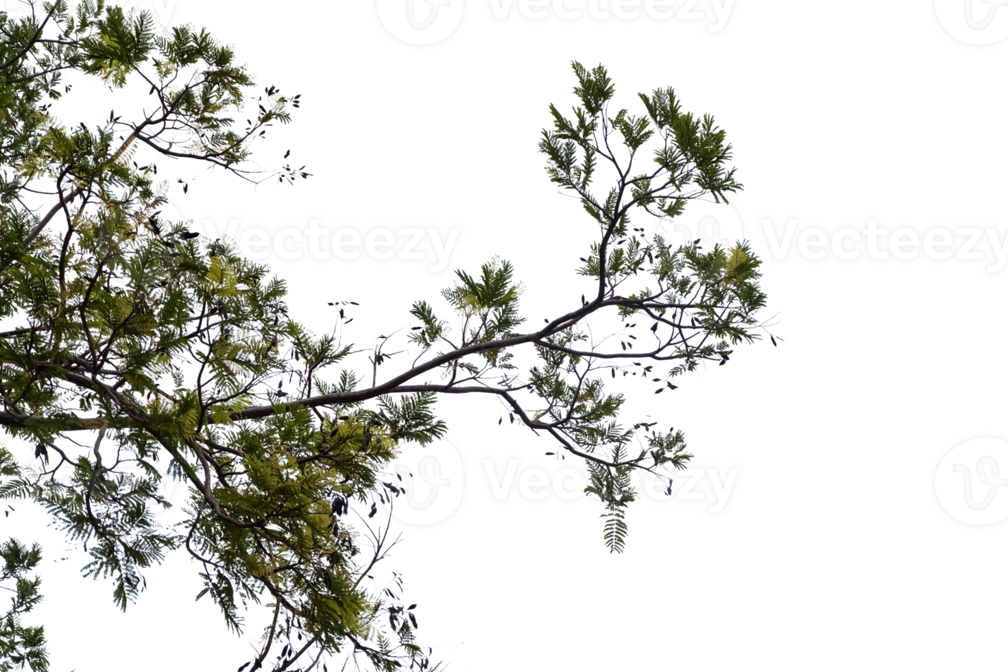 Tree branches and leaves isolated on transparent background png