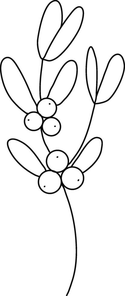 Mistletoe is drawn with simple lines, Beautiful mistletoe leaves. It is used to decorate cards for Christmas and New Year festivals. It is also used for embellishments and decorations. vector