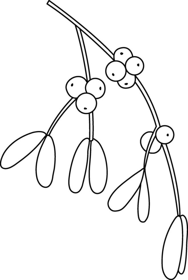 Mistletoe is drawn with simple lines, Beautiful mistletoe leaves. It is used to decorate cards for Christmas and New Year festivals. It is also used for embellishments and decorations. vector