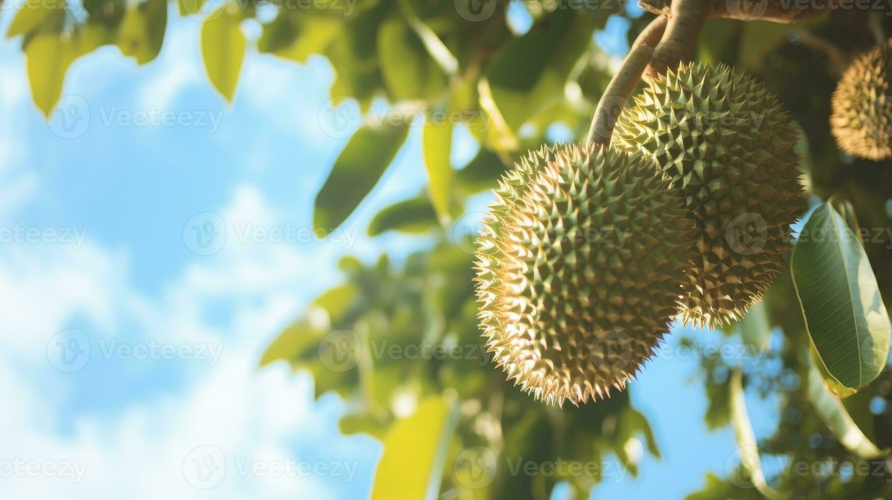 AI generated Spiky durian fruit dangles from a lush tree, bathed in sunlight, against a backdrop of clear blue sky. photo