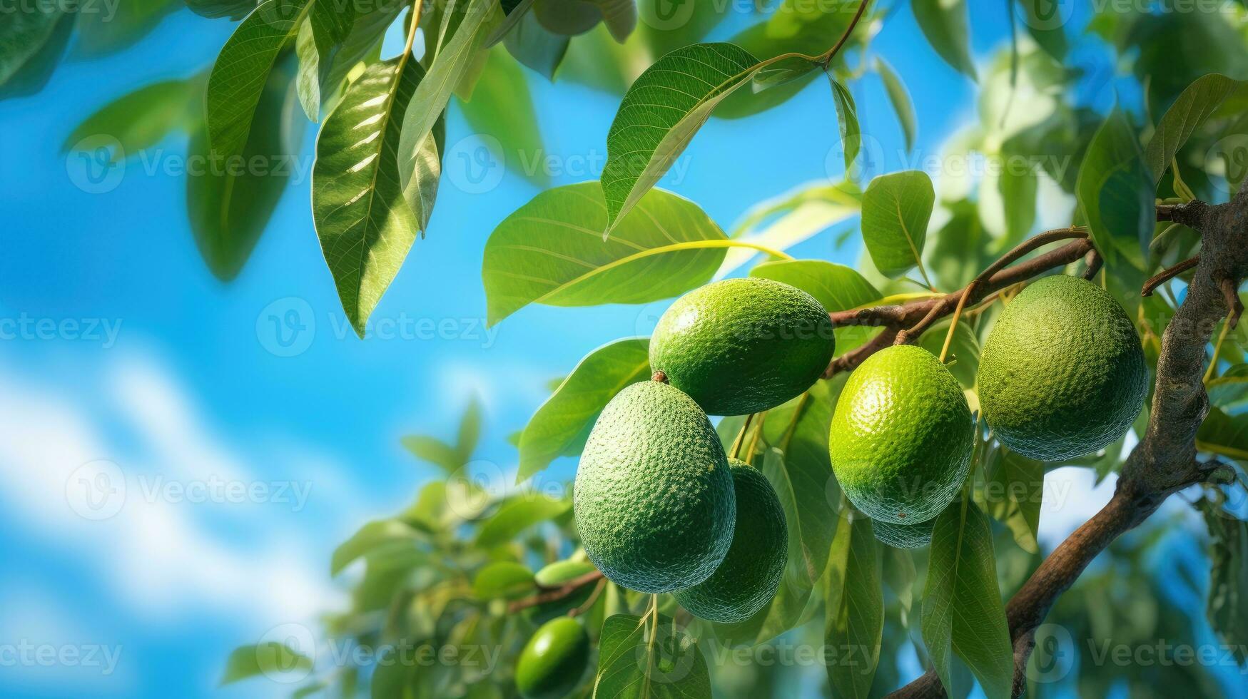 AI generated Fresh green avocados hanging from a tree against a clear blue sky, evoking a natural and healthy vibe. photo