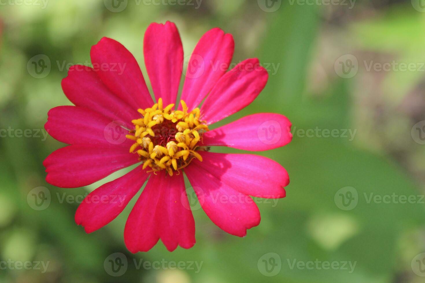 Red. pink Zinnia flowers. Flowers zinnia elegans. Color nature background. Common Zinnia or Zinnia elegans is one of the most famous flowering annuals of the genus Zinia photo