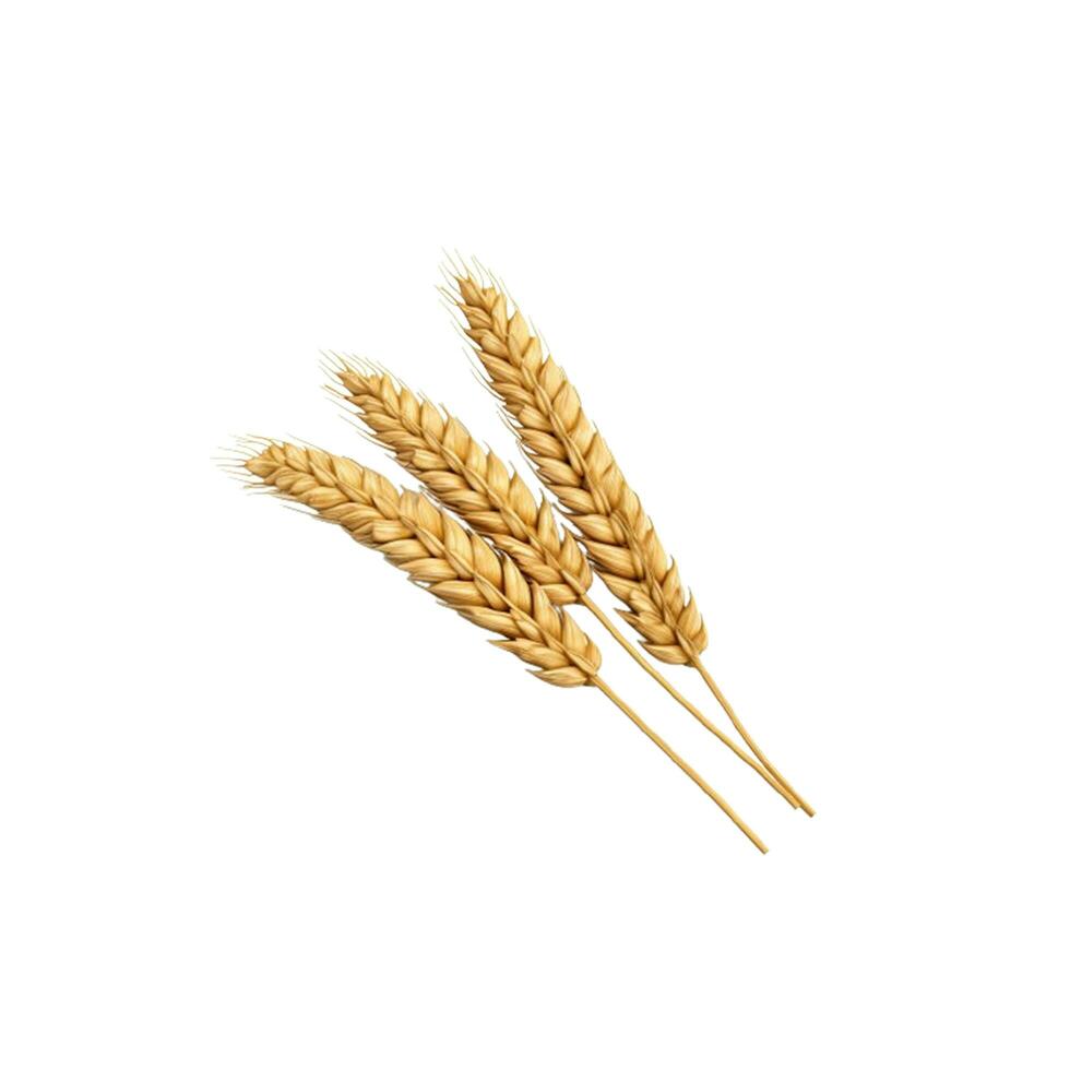 AI generated Abundant and Golden Wheat Ears Isolated on White Background for Agricultural Concepts photo