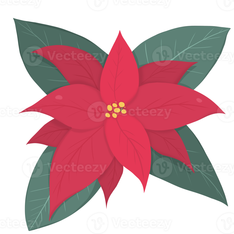 Christmas star flower  or Poinesettia png