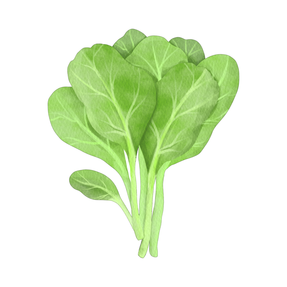 ai généré épinard herbe Frais salade feuilles en bonne santé biologique png